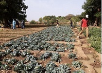 eventi acra cambiamento climatico e sicurezza alimentare