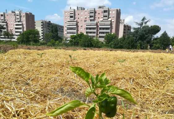 immagine monza zona agricola